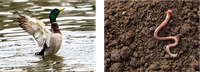 YCUZD_250814_7527_pīle_slieka_1.png