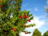 Shutterstock_2045053121_european yew_eiropas īve.jpg