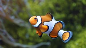 clownfish-pix.jpg