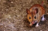 mouse-1733265_1280.jpg