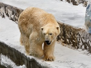 shutterstock_393845908_polar bear_polārlācis.jpg