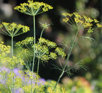 Anethum_graveolens_HC1.png