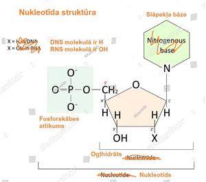 DNS_RNS_nukleotīds.JPG