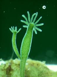 hydrabudding.jpeg