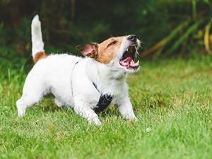 shutterstock_2134527207_dog barking_suns rej.jpg