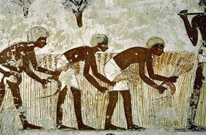 Ancient-Egypt-agriculture-facts-about-farming-in-ancient-Egypt.jpg