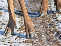 shutterstock_2106661325_deer hooves_brieža nagi.jpg