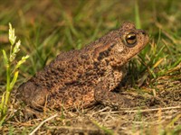 shutterstock_2333274585_Common Toad _Parastais krupis (1).jpg