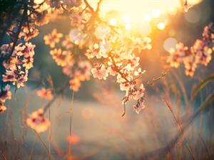 Shutterstock_350767346_spring_pavasaris.jpg