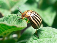 Shutterstock_2505961967_colorado beetle_kalarado vabole.jpg