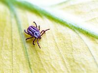 shutterstock_2449871697_tick_ērce.jpg
