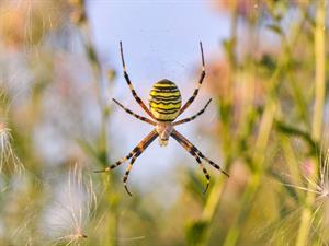 Shutterstock_2510943777_big yellow spider_liels dzeltens zirneklis.jpg