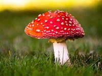 shutterstock_1770269423.jpg