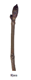 kljava.png