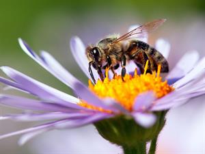 Shutterstock_708300100_bee_bite.jpg