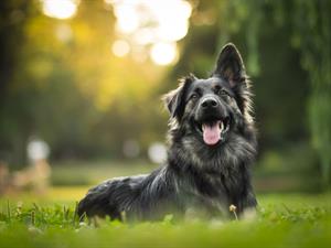 Shutterstock706603864dogsuns.jpg