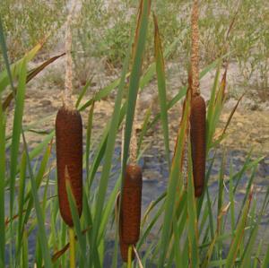 Typha latifolia1b.jpg