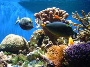 Coral-reef-fish.jpg