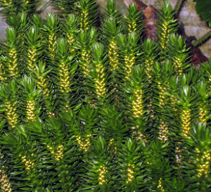 70447_f27d191d.png
