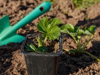 shutterstock_2521039305_strawberry plant_zemenes stāds.jpg