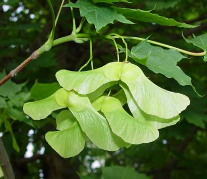 Acer-platanoides-1.png