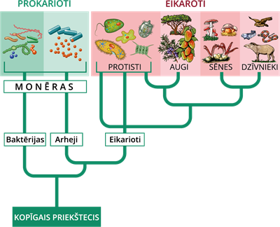 YCUZD_230823_5481_prokarioti un eikaroti.png