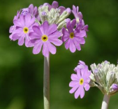 mr_primula_farinosa_140508_0214.png