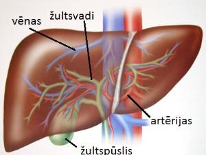 liver_hemodialysisff.jpg