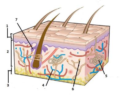normal-skin-structure4rc.jpg