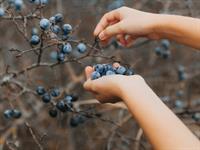 Shutterstock_2071163237_harvesting thorns_vāc mellenes.jpg