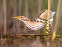 shutterstock_2149893897_little bittern_mazais dumpis.jpg