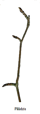 piladzis.png