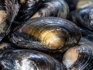 Shutterstock_1811993230_freshwater mussels_ziemeļu upespērlene.jpg