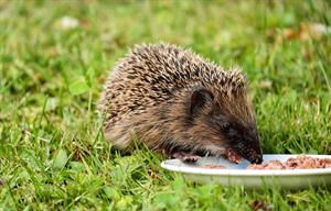 hedgehog-1581807_960_720.jpg