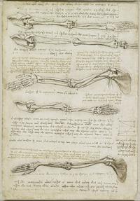 15 httpscommons.wikimedia.orgwikiFileLeonardo_da_Vinci_-_RCIN_919000,_Verso_The_bones_and_muscles_of_the_arm_c.1510-11.jpg.jpg