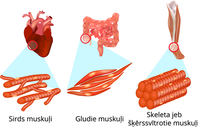 Muskuļuveidiarnosaukumiem.png