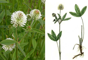 Trifolium_montanum22.png