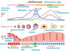 menstrualais cikls_pareizais.JPG