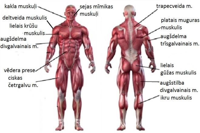 muscle-anatomy-chartv.jpg