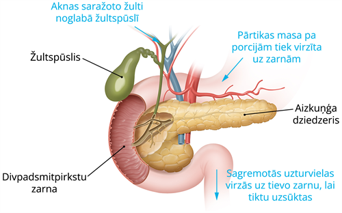 YCUZD_250525_7311_gremošanas_orgāni.png