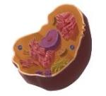 animal-cell_0004_layer-comp-5.jpg