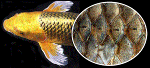 fish-scales-01.gif