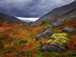 shutterstock_2141069017_autumn in tundra_rudens tundrā.jpg