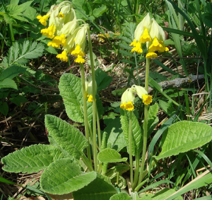 Primula_veris_0x.png