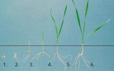 Wheat-root system2.png
