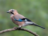 shutterstock_1645099114_jay_sīlis.jpg