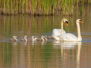 shutterstock_1871120074_swan family_gulbju ģimene.jpg