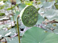 shutterstock_2678360397_lotus seeds_lotusa sēklas.jpg