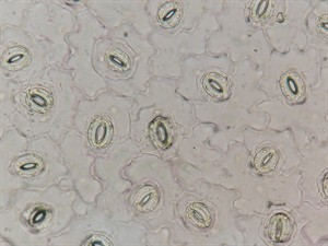 shutterstock_2133999657_leaf epidermis_lapas epiderma (1).jpg