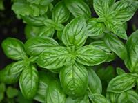 Shutterstock_2429672551_basil_baziliks.jpg